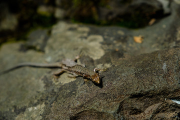 Little lizard on the stones. Wild nature.