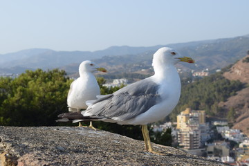 Fototapeta premium Aves mirando el paisaje