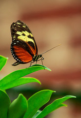 Butterfly on leaf