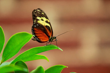 Obraz na płótnie Canvas Butterfly on leaf