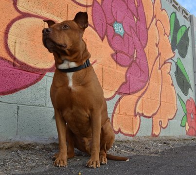 Gator mouth red nose pitbull 2025