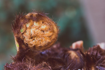 close-up shot of fern branch with twirl about to open up