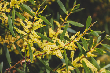 Obraz premium native Australian wattle tree about to bloom