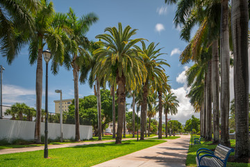 Image of vibrant palm trees in Miami Beach