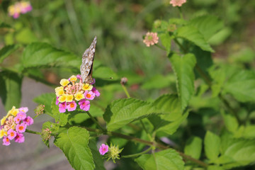 ランタナの花の蜜を吸うヒメアカタテハ