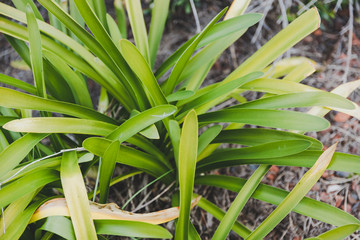 Obraz premium bush of green agapanthus leaves