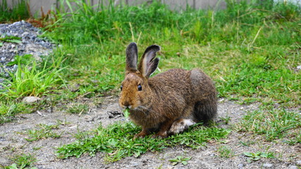 Brown snowshoe hare eating green grass close up.