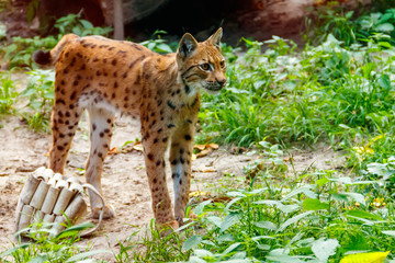 Portrait of Eurasian lynx (Lynx lynx)