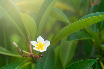 Obraz premium Beautiful white and yellow Plumeria flower on Plumeria tree with beautiful sun lighting background. Concept of relaxation, botanical and green. Wild flower in background.