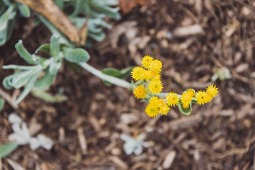 native Australian plant with tiny round yellow flowers