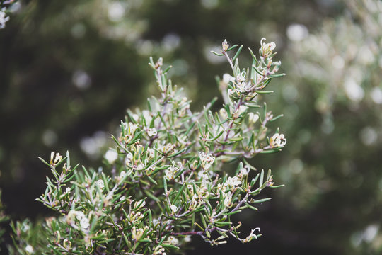 native Australian grevillea with white flowers