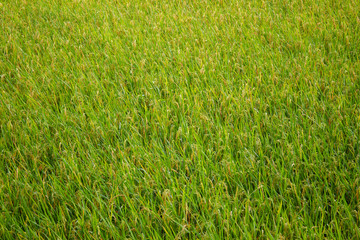 Organic Thai Jasmine rice in the rice field with blurred background close up.