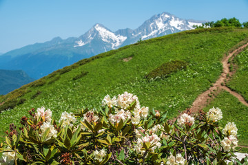White rhododendron blossoms and high mountains with snowy peaks
