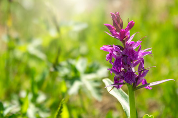 Purple flower with a lot of flowers on a stem in the sunlight. Orchis mascula, the early-purple orchid.