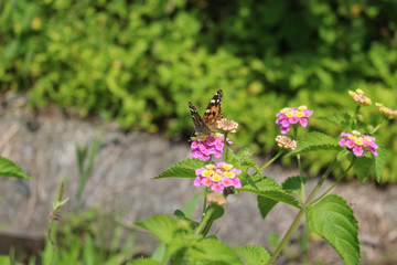 ランタナの花の蜜を吸うヒメアカタテハ