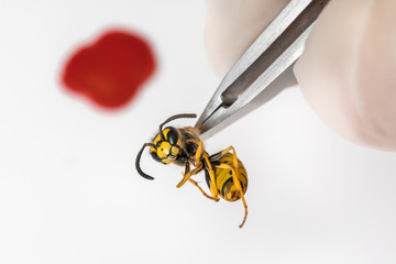 Science entomologist with tweezers examines wasp