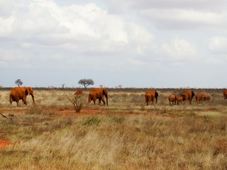 Die Roten Elefanten von Tsavo East in Kenia