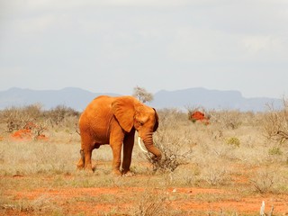 Die Roten Elefanten von Tsavo East in Kenia
