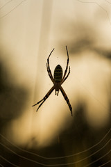 Argiope bruennichi (wasp spider) is a species of orb-web spider. Arachnids in the dew at dawn.