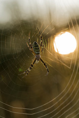 Argiope bruennichi (wasp spider) is a species of orb-web spider. Arachnids in the dew at dawn.