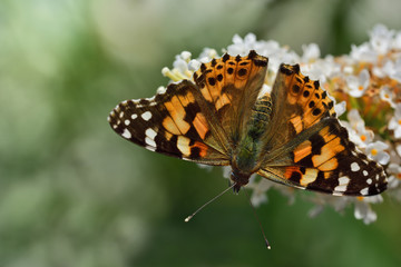 A colored colorful butterfly sits in Europe on the blossom of a white lilac in front of green background in summer in nature