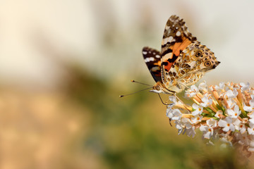 A colored colorful butterfly sits in Europe sideways on the blossom of a white lilac in front of light background in summer in nature