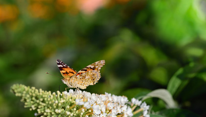 A colorful noble lady is sitting hidden in Europe in a white lilac bush on an early summer day