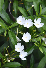 Obraz na płótnie Canvas White Colored Crape Jasmine Flowers