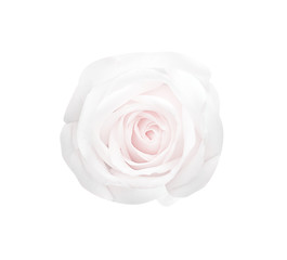Rose fresh patterns sweet light pink flowers  head blooming  isolated on white background with clipping path , close up beautiful natural texture top view