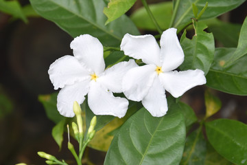 White Colored Crape Jasmine Flowers