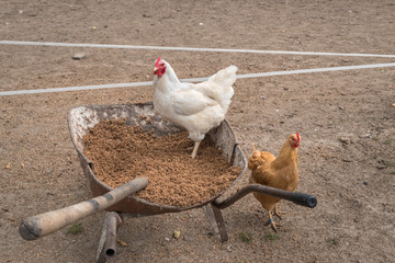 Free range chicken on a poultry farm - poultry farming concept
