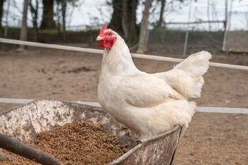 Free range chicken on a poultry farm - poultry farming concept
