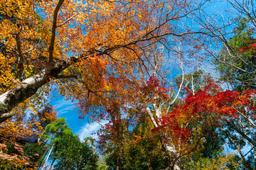 Colorful autumn leaves tree with blue sky, Beauty in nature