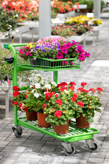 Shopping cart with a selection of potted flowers