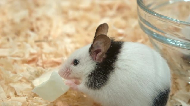 Fancy mouse with panda marks eating cabbage, Mus musculus domestica, 4K