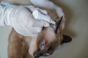 Siamese cat receives ear drops at Vet, local treatment of Otitis externa with inflammatory. bacterial, fungal or parasitic components.