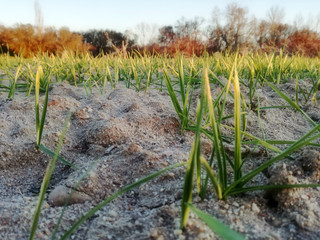First cereal shoots. Sunset in the countryside of central Spain. European agricultural industry. Wooded horizon. Green grain growing. Calm sky. Area of agriculture. Colorful of plants in winter.