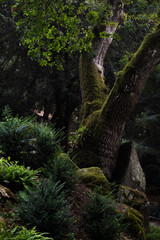 Arbre et rochers