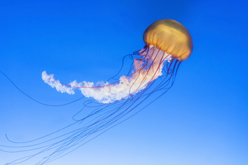 Orange jellyfish (Chrysaora fuscescens or Pacific sea nettle) in blue ocean water © leeyiutung
