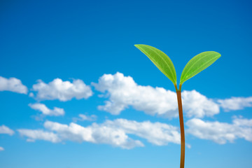 Green sprout against the sky.　　