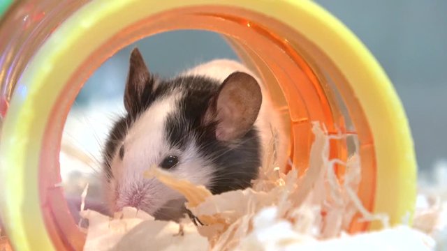 Fancy mouse with panda marks in the tunnel, Mus musculus domestica, 4K