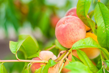 Orange ripe peach grows on a tree. Home production. environmentally friendly product with vitamins.