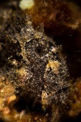 Frogfishes are any member of the anglerfish family Antennariidae, of the order Lophiiformes