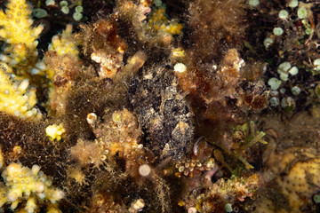 Frogfishes are any member of the anglerfish family Antennariidae, of the order Lophiiformes
