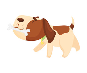 Cute beagle carries a bone. Vector illustration on a white background.
