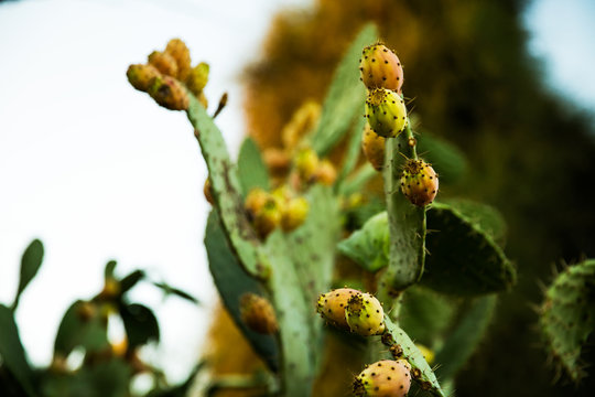 Tzabar cactus