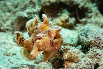 Frogfishes are any member of the anglerfish family Antennariidae, of the order Lophiiformes