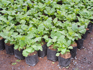Vegetable garden plantations on the pots. Morning light