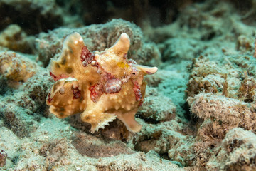 Frogfishes are any member of the anglerfish family Antennariidae, of the order Lophiiformes