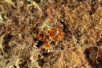 Frogfishes are any member of the anglerfish family Antennariidae, of the order Lophiiformes